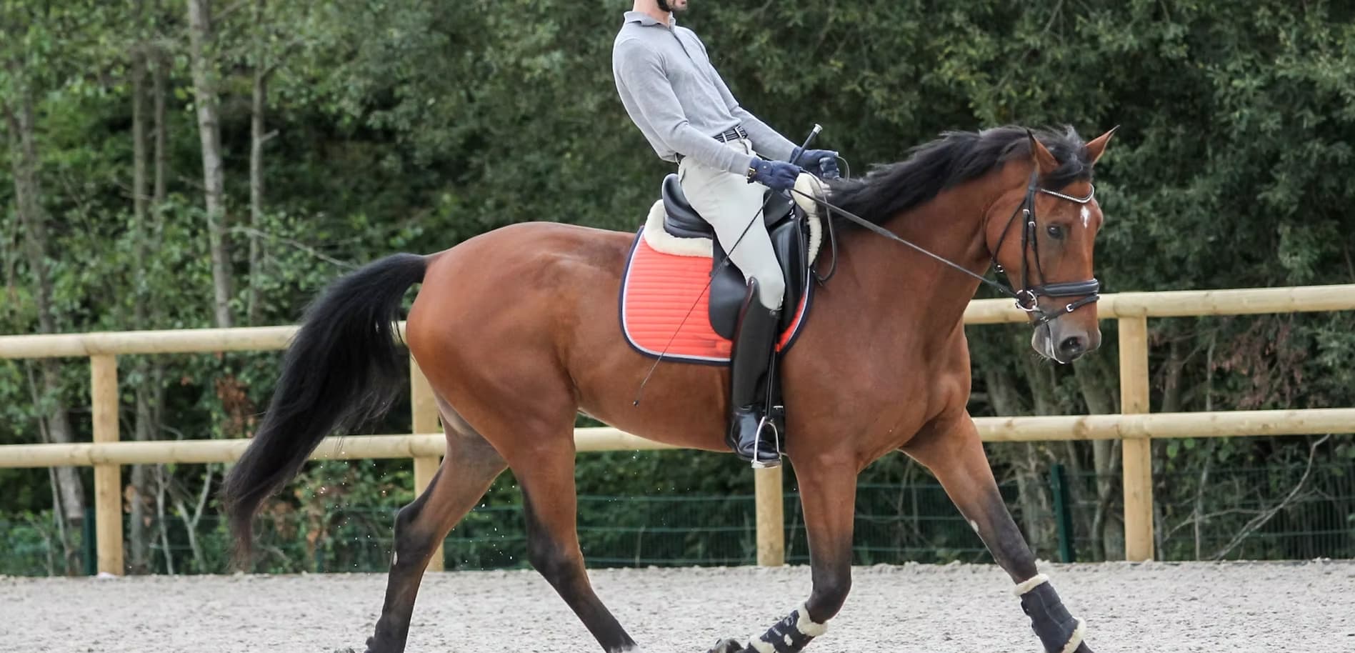 Cavalier au trot sur un cheval bai dans la carrière du centre équestre H'VAL