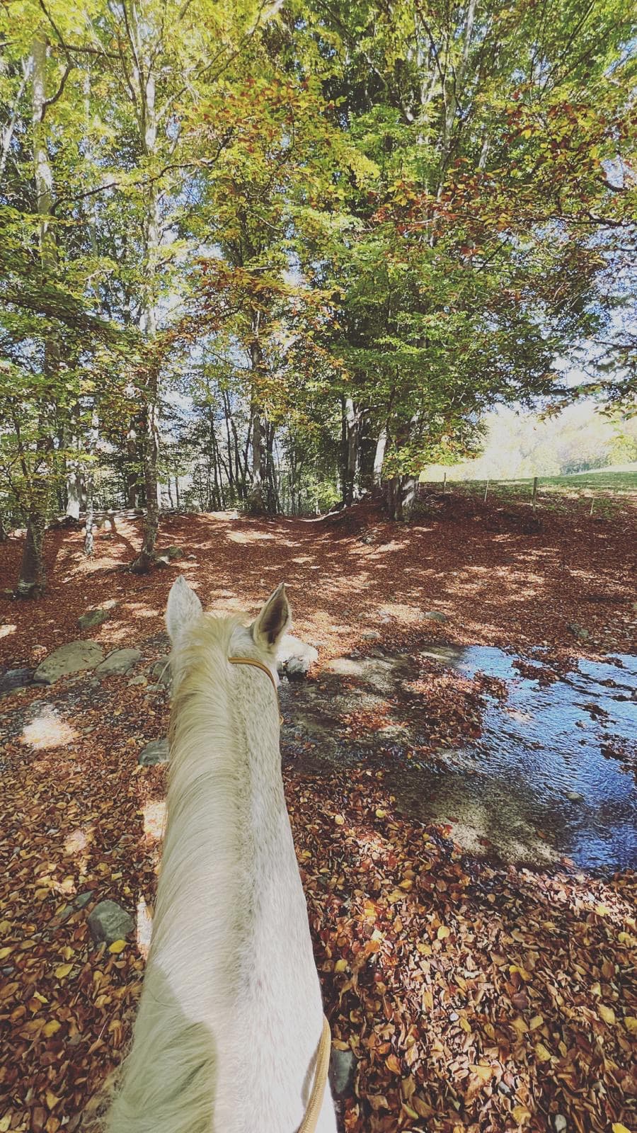 Monitrice diplômée d'État encadrant une balade au centre équestre H'VAL Isère