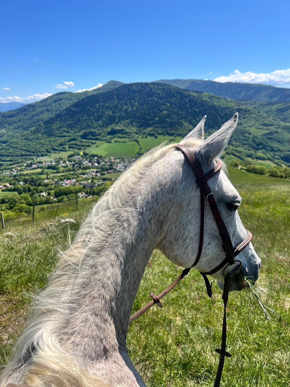Chevaux en liberté sur le plateau Matheysin