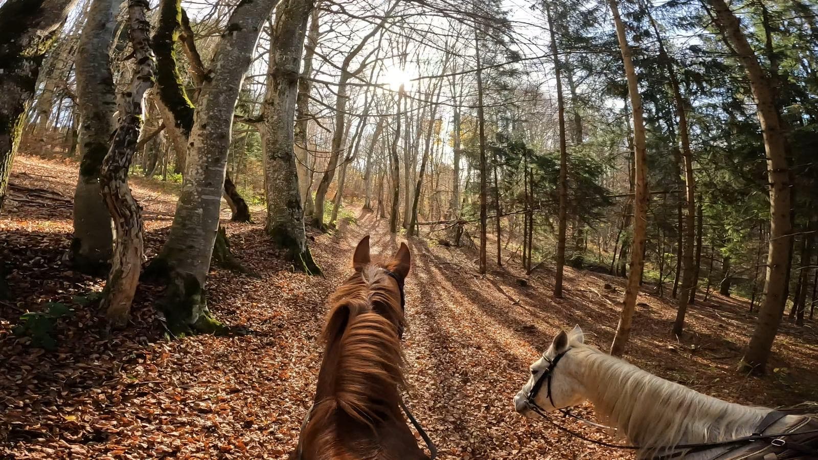 Cavalière dans les forêts de la Matheysine à 35 min de Grenoble