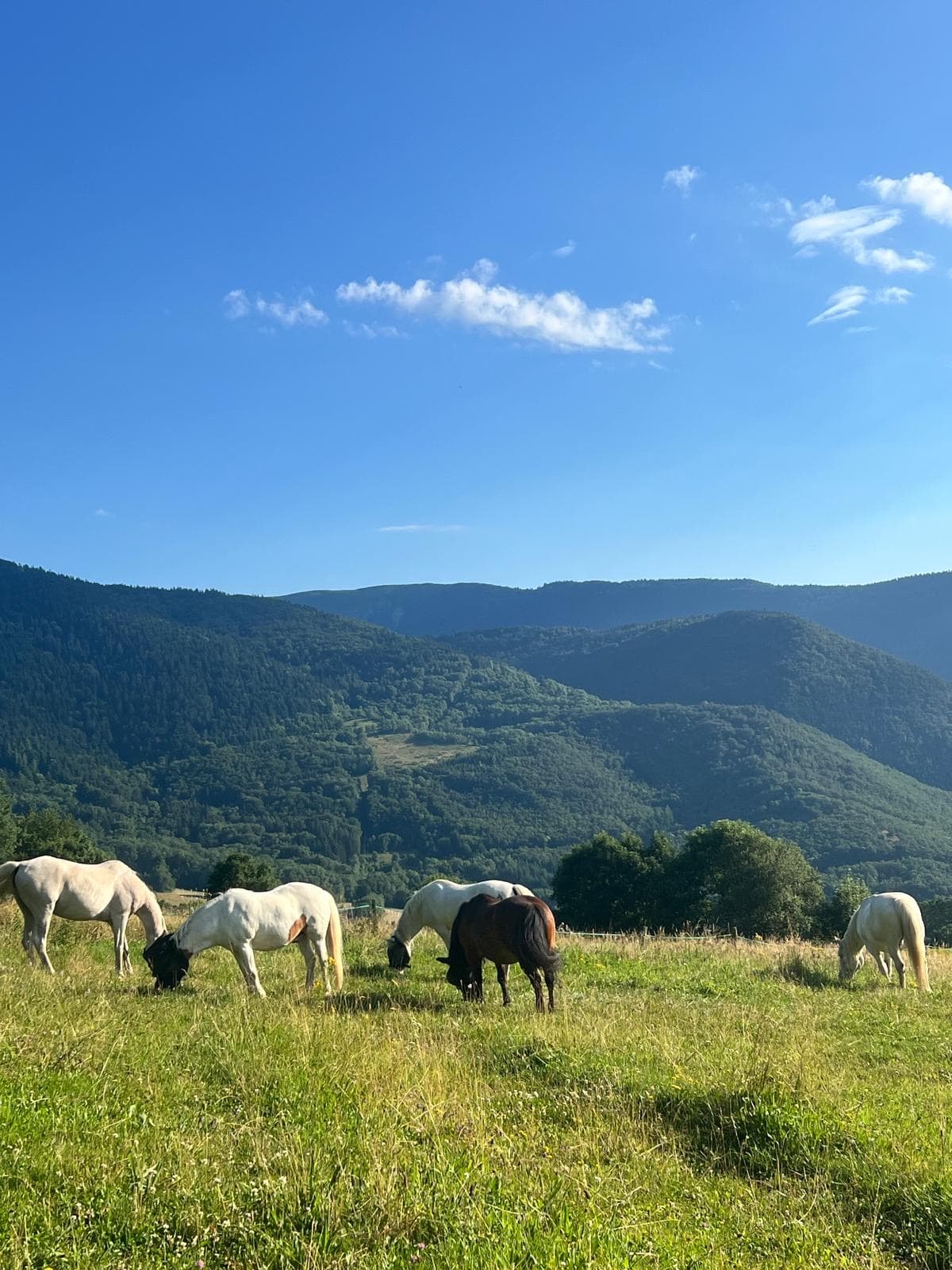 Chevaux du centre H'VAL dans le paysage alpin de la Matheysine